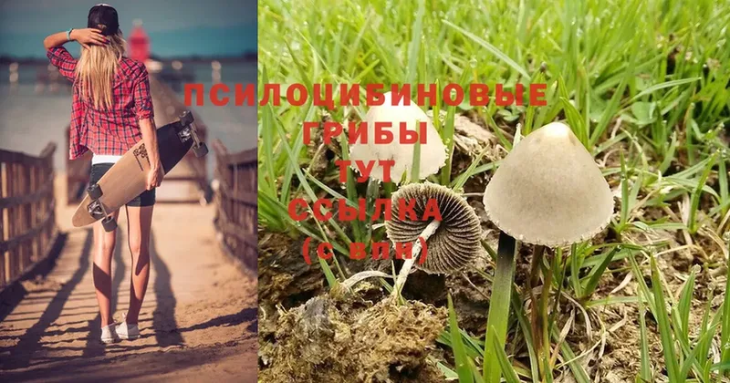 Галлюциногенные грибы MAGIC MUSHROOMS  KRAKEN зеркало  Кувандык  где можно купить наркотик 